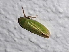 Ponana