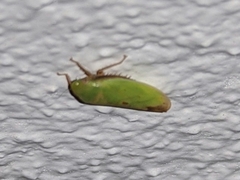 Ponana