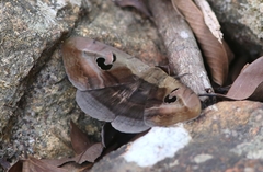 Spirama retorta