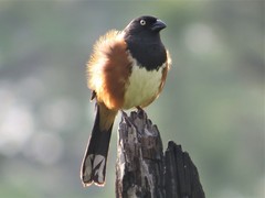 Pipilo erythrophthalmus alleni