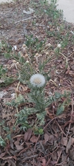 Urospermum picroides