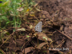Leptotes plinius plinius