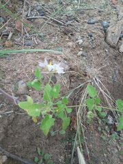 Solanum tweedianum