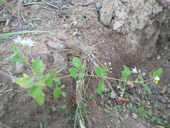 Solanum tweedianum