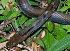 Coelognathus helena