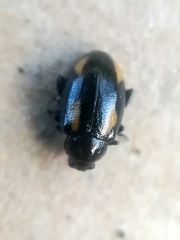 Phyllotreta tetrastigma