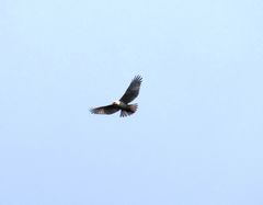 Buteo solitarius