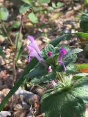 Lamium amplexicaule