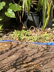 Aspidoscelis motaguae