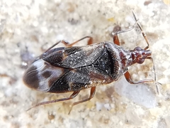 Anthocoris nemoralis