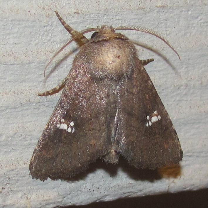 Tricholita