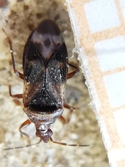 Anthocoris nemoralis