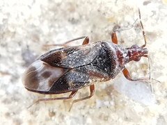 Anthocoris nemoralis