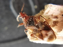 Anthocoris nemoralis