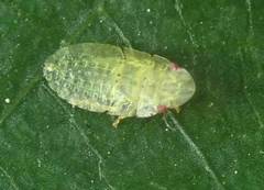 Petalocephala