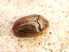 Hypocassida meridionalis