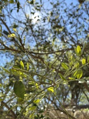 Sophoreae