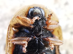 Hypocassida meridionalis