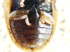 Hypocassida meridionalis