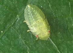 Petalocephala