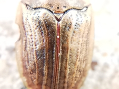 Hypocassida meridionalis