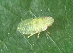 Petalocephala