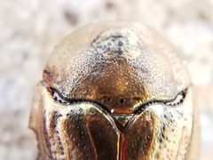 Hypocassida meridionalis