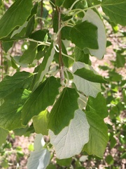 Populus alba