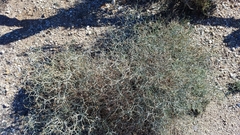 Launaea arborescens