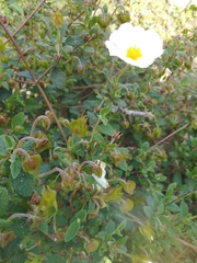 Cistus salviifolius
