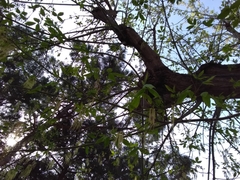 Acer negundo negundo