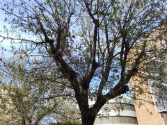 Acer negundo negundo