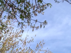 Acer negundo negundo