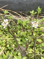 Cardamine