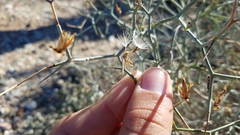 Launaea arborescens