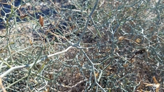 Launaea arborescens