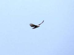 Buteo solitarius