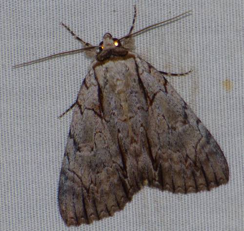 Clinton's Underwing photo 2