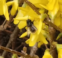 Osmia