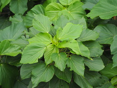 Acalypha grandibracteata