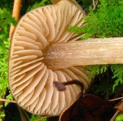 Entoloma cetratum