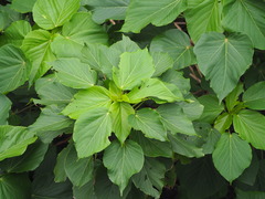 Acalypha grandibracteata