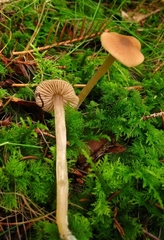Entoloma cetratum