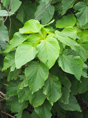 Acalypha grandibracteata
