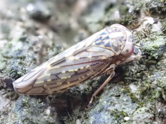 Idiocerus herrichii