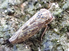 Idiocerus herrichii