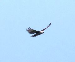 Buteo solitarius