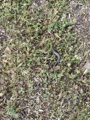 Heremites vittatus