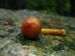 Cortinarius saniosus