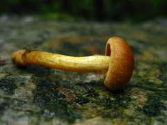 Cortinarius saniosus